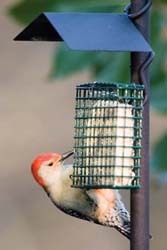 Red-bellied Woodpecker