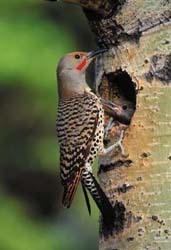 Red-shafted Flicker 
