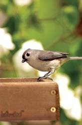 Tufted Titmouse