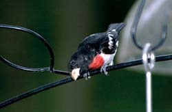 Rose-breasted Grosbeak