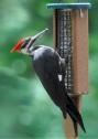 EcoTough Tail Prop Suet Feeder with Pileated Woodpecker